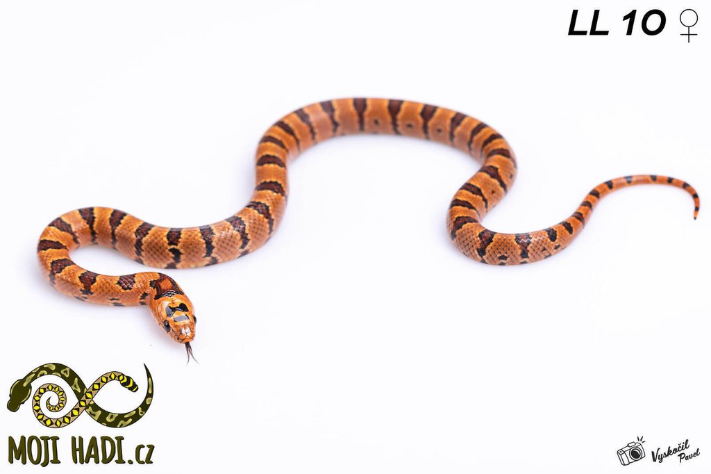 Faunaportal Cz Lampropeltis Leonis Kor Lovka Leonis