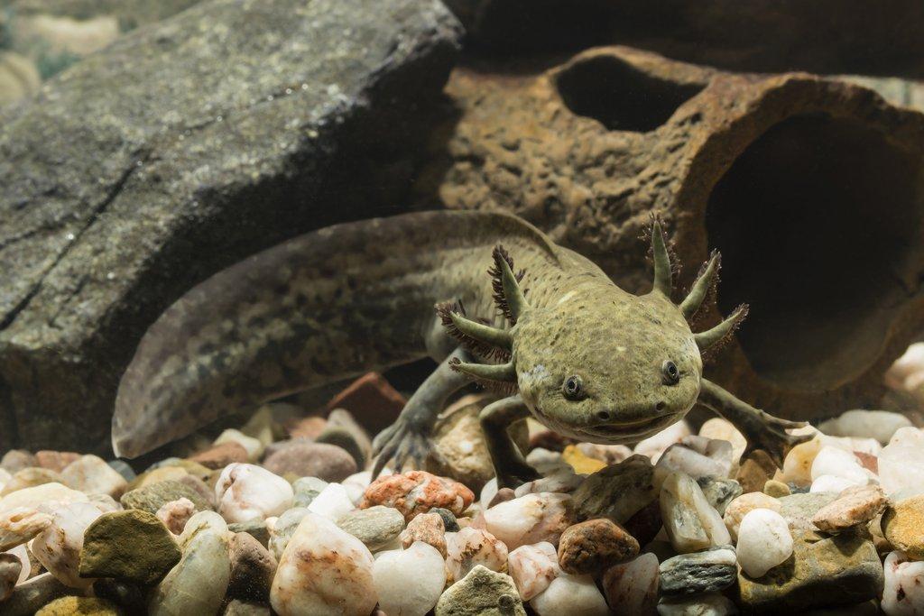 Axolotl: Věčný pulec s úžasnou schopností regenerace, jehož chov zvládne i poučený laik