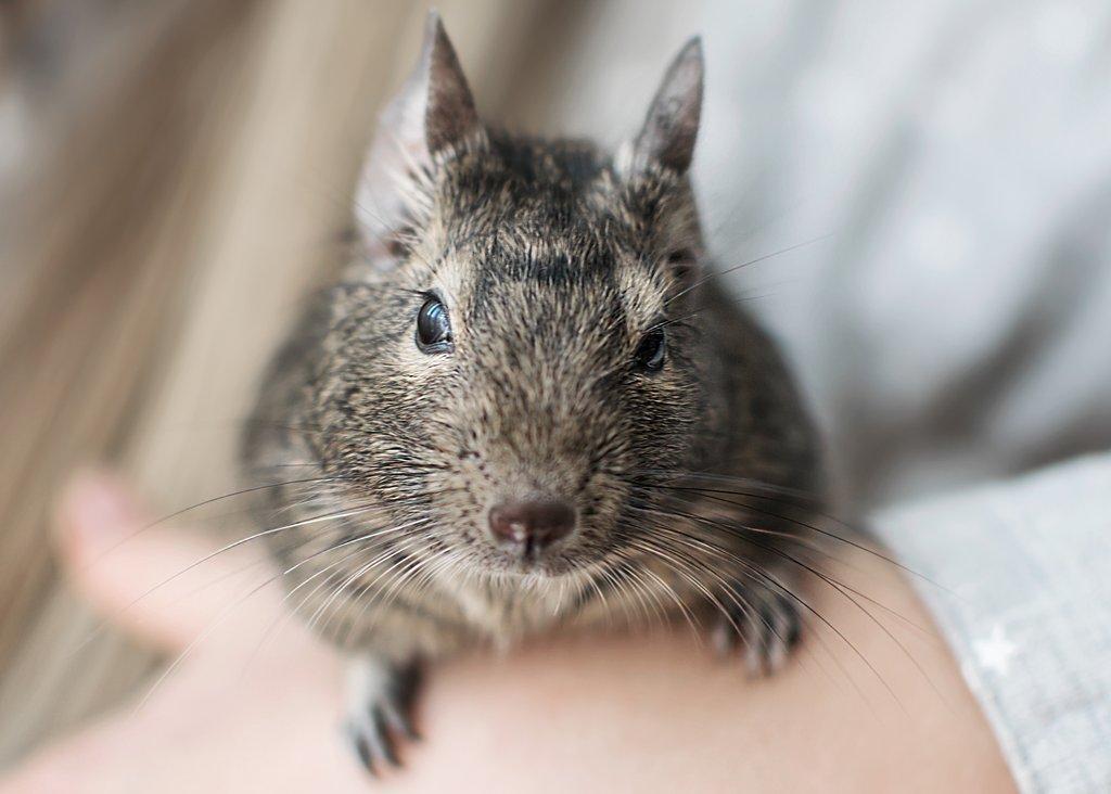 Chov osmáka degu