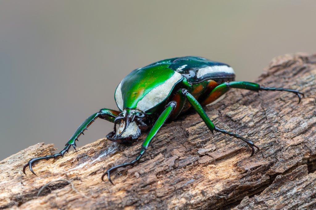 Dicronorhina derbyana:  Zlatohlávek, který vás očaruje pestrými barvami. Zjistěte, jak se o něj správně starat