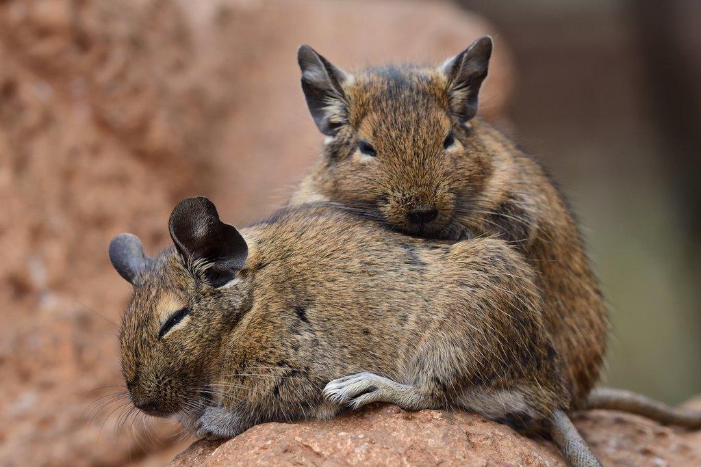 Chov osmáka degu