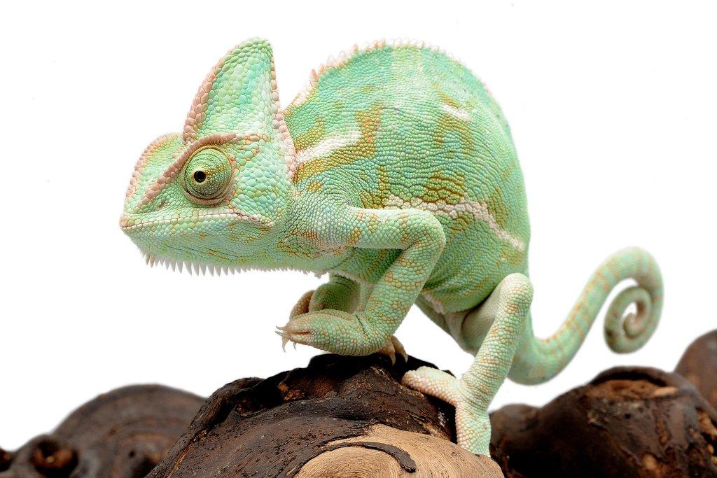 Chameleon jemenský dokáže potrápit nejen začátečníky. Buďte na jeho chov připraveni