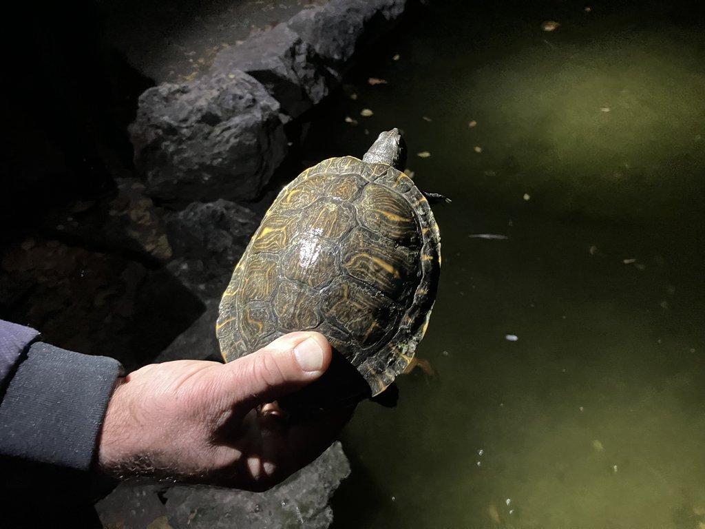 Akvarijní živočichové v termálních vodách