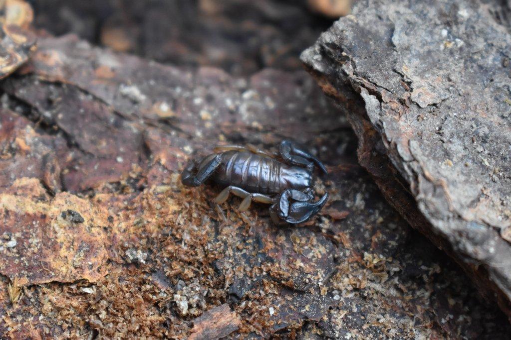 Štír kýlnatý (Euscorpius tergestinus) a jeho chov