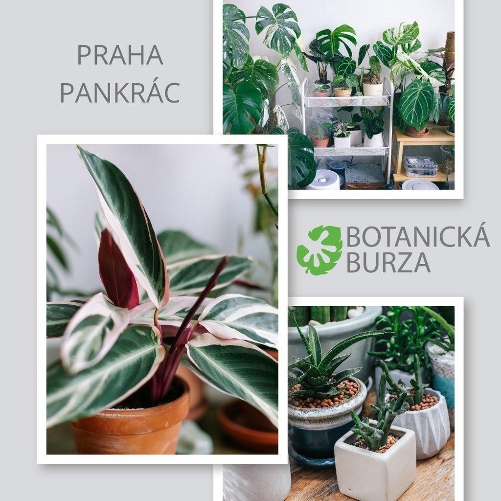 BOTANICKÁ BURZA 14.12.2024 - 🌸 Praha