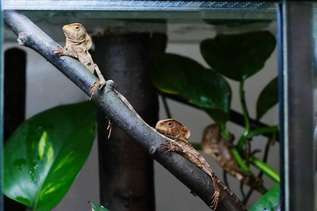 Corytophanes cristatus, Lygodactylus williamsi, Uroplatus ebenaui, Varanus glauerti a další