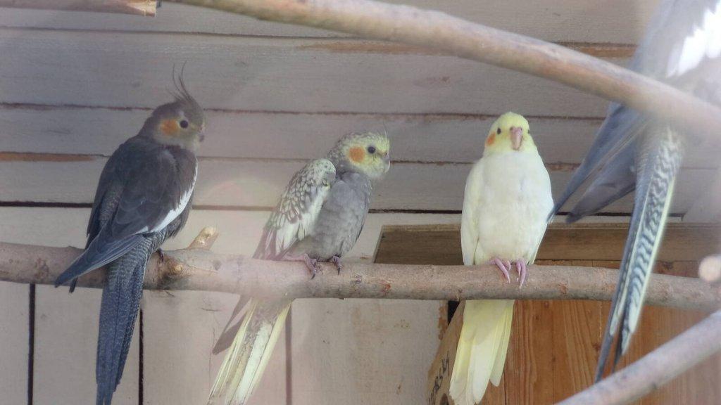 Papoušek královský,korely,andulky,kanár
