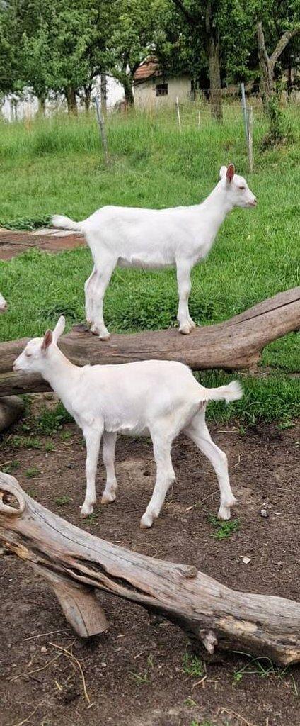 Česká bílá krátkosrstá koza