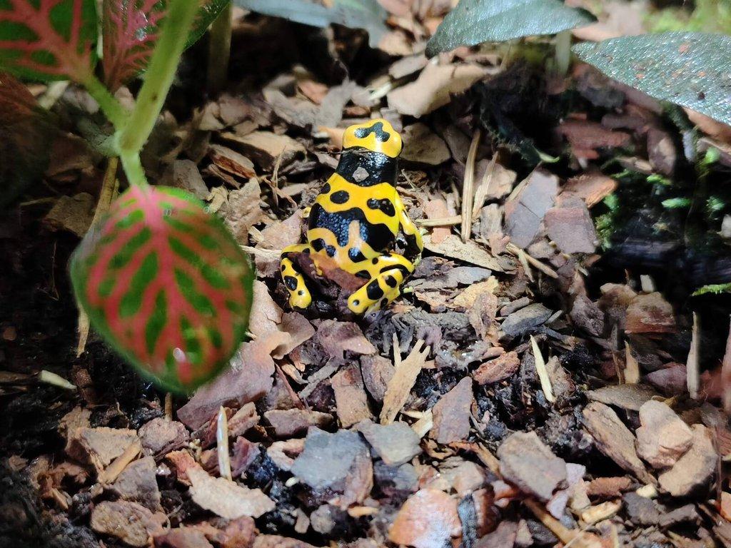 Dendrobates leucomelas (pralesnička harlekyn)