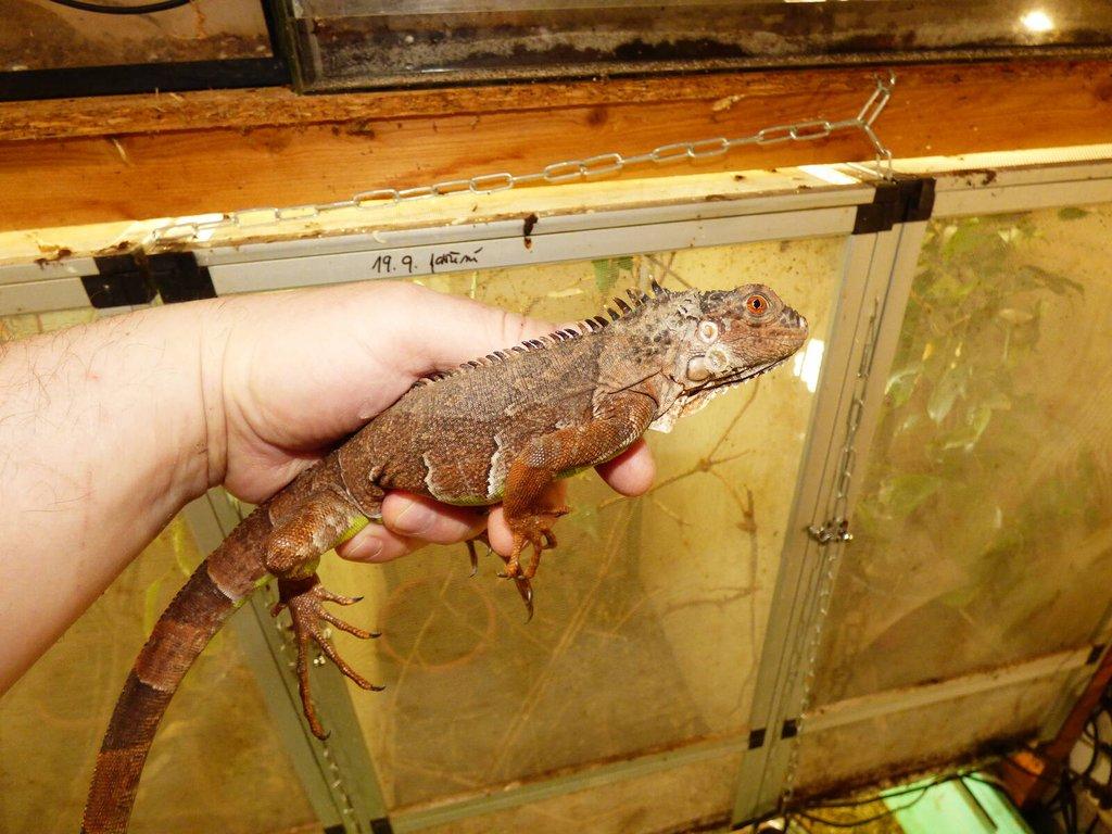 Červený leguán (Iguana iguana)