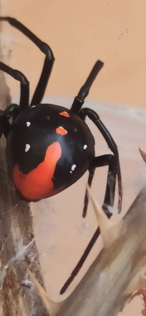 Latrodectus menavodi Komorské ostrovy