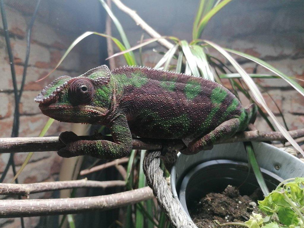 Furcifer Pardalis Sambava