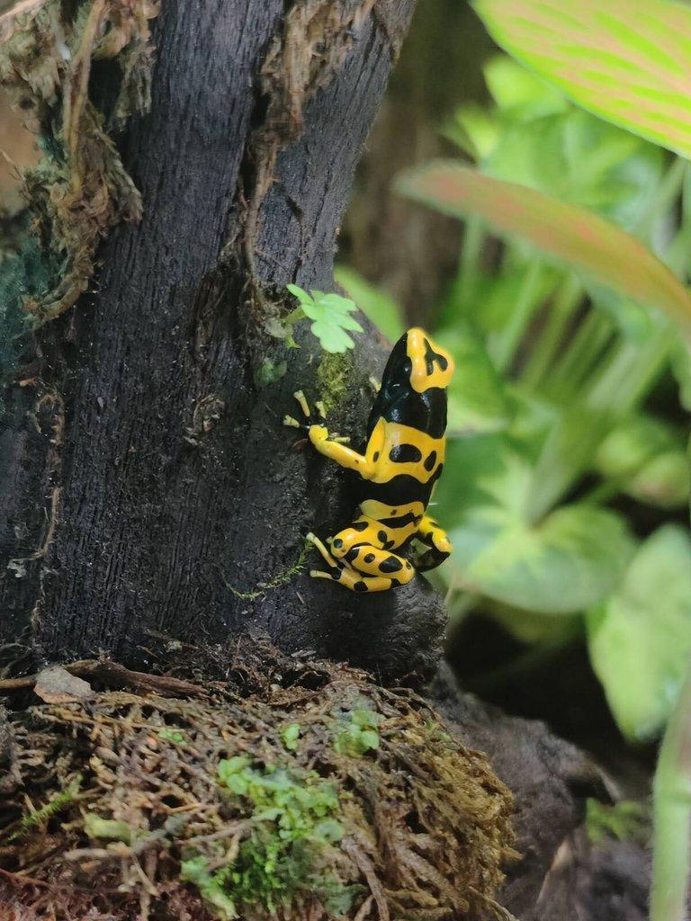 Dendrobates leucomelas (pralesnička harlekyn)