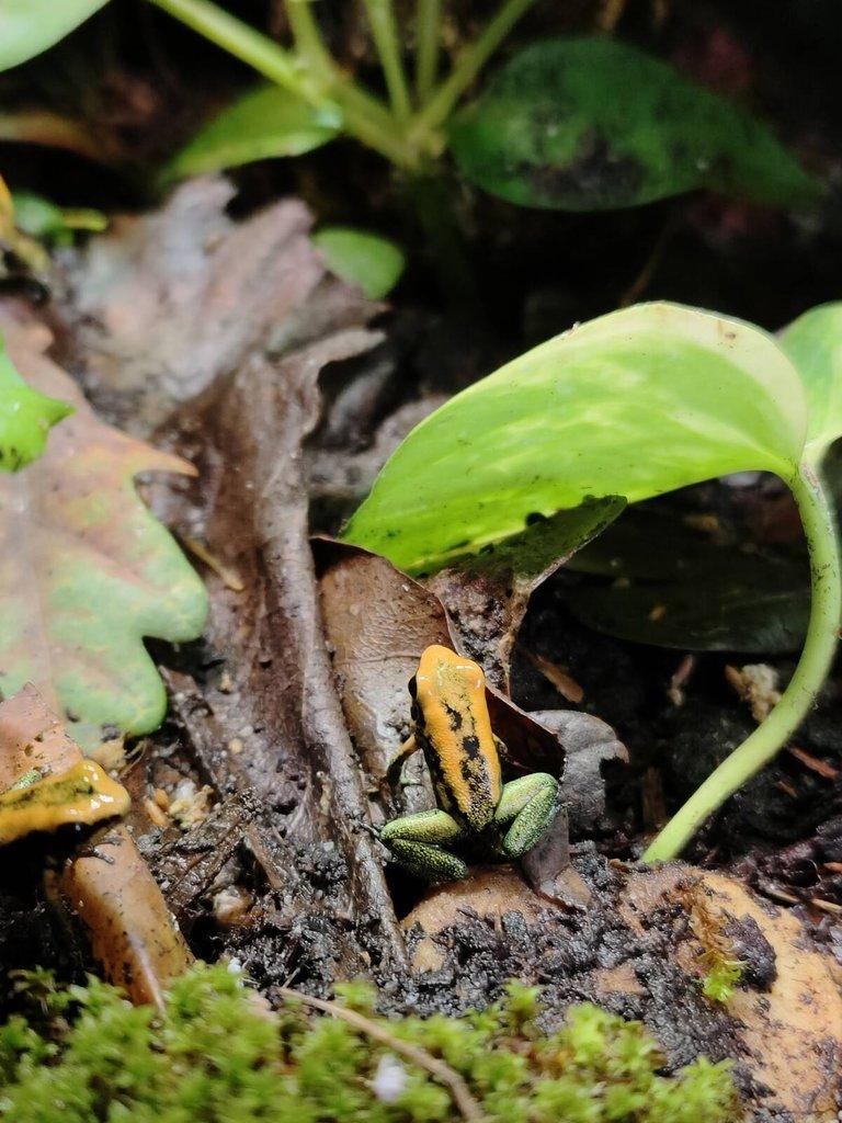 Phyllobates Bicolor