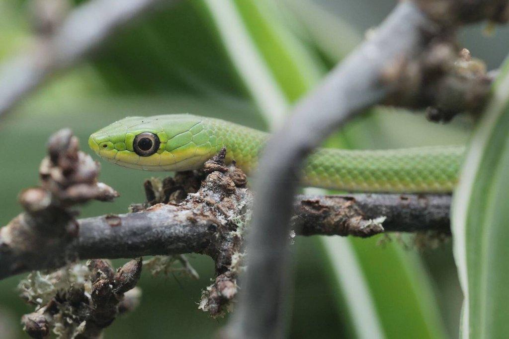 Corytophanes cristatus, Lygodactylus williamsi, Uroplatus ebenaui, Varanus glauerti a další