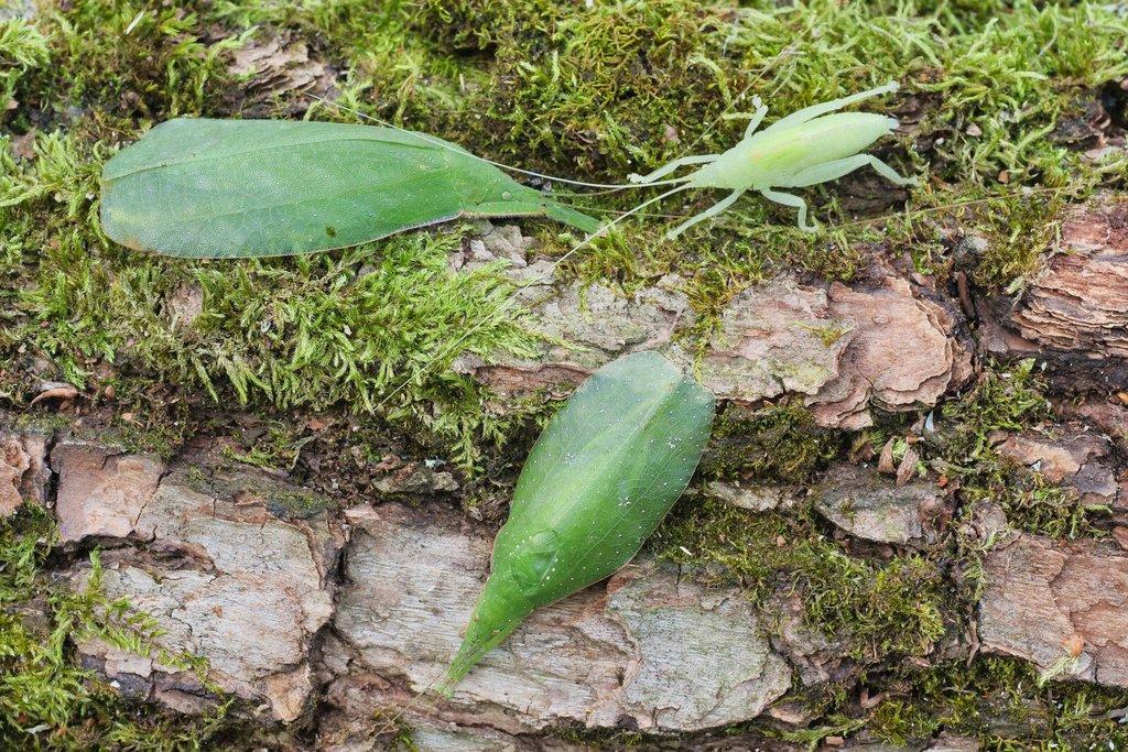 Corytophanes cristatus, Lygodactylus williamsi, Uroplatus ebenaui, Varanus glauerti a další