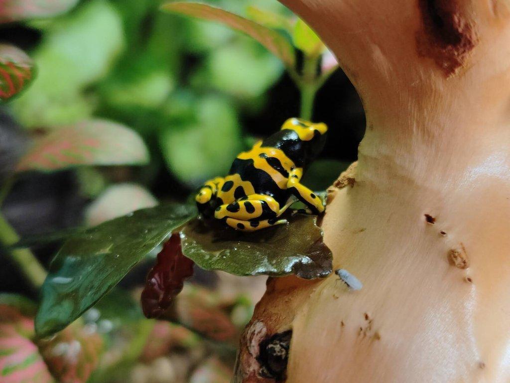 Dendrobates leucomelas (pralesnička harlekyn)