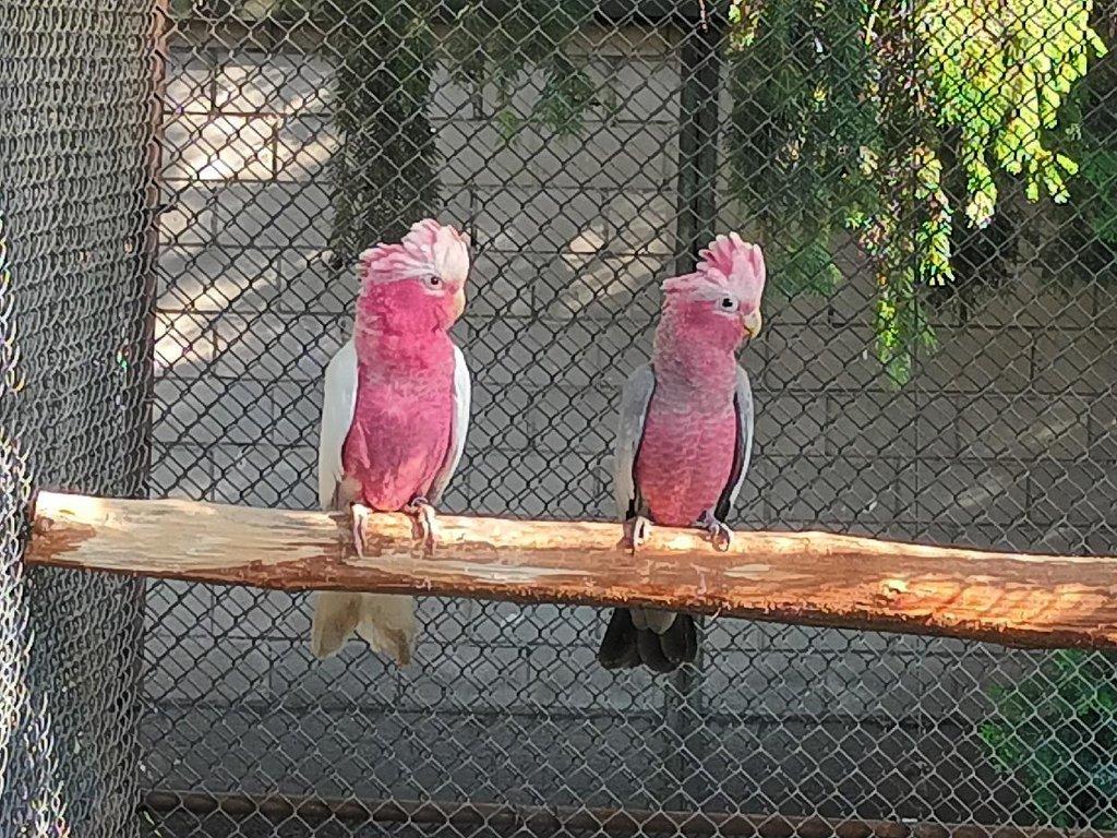 Prodám samici kakadu růžový ,