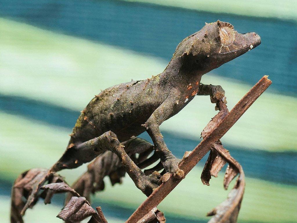 Corytophanes cristatus, Lygodactylus williamsi, Uroplatus ebenaui, Varanus glauerti a další