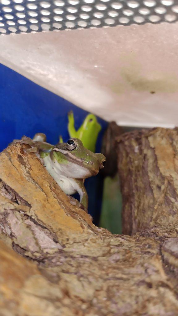 Rosnička karolínská (Hyla cinerea)