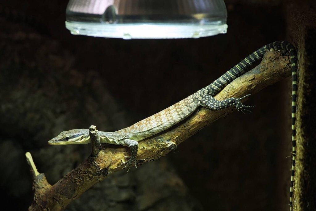 Corytophanes cristatus, Lygodactylus williamsi, Uroplatus ebenaui, Varanus glauerti a další