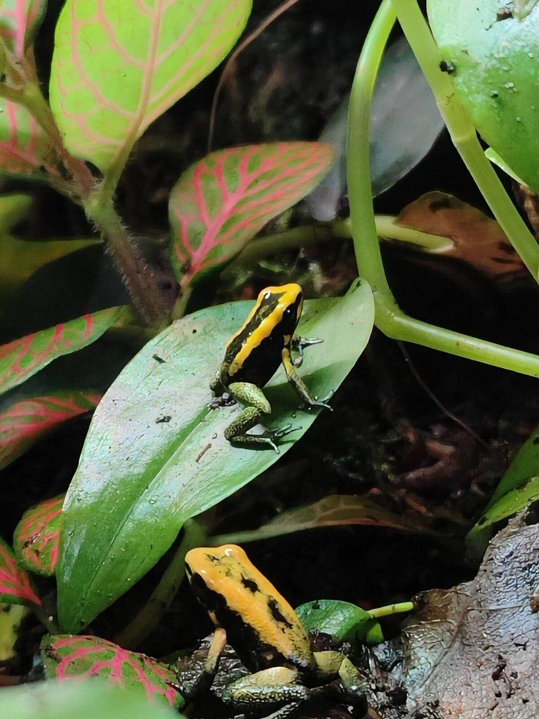 Phyllobates Bicolor