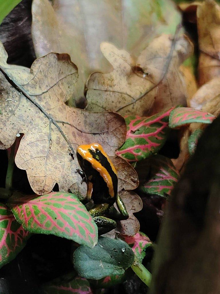 Phyllobates Bicolor