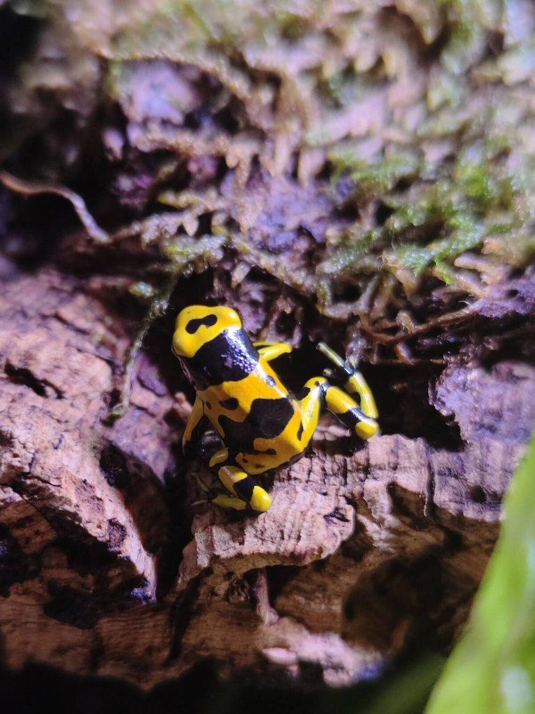 Dendrobates leucomelas (pralesnička harlekyn)