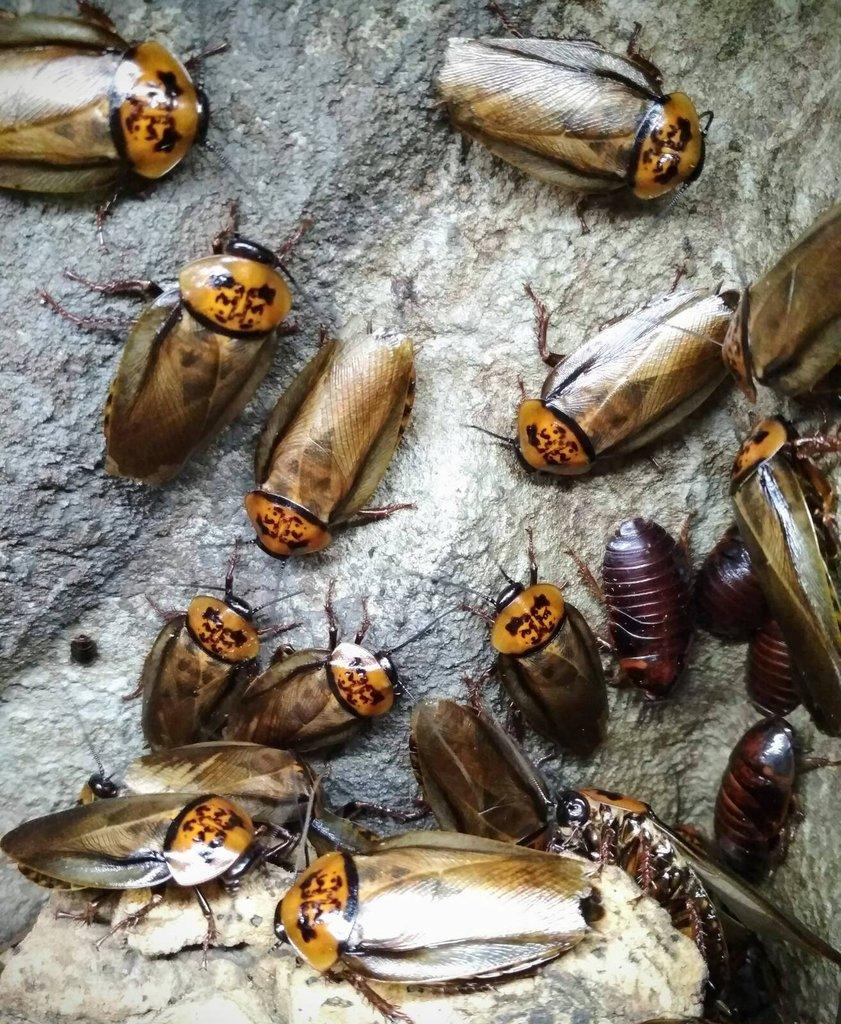 Švábi Archimandrita tesselata a Eublaberus posticus