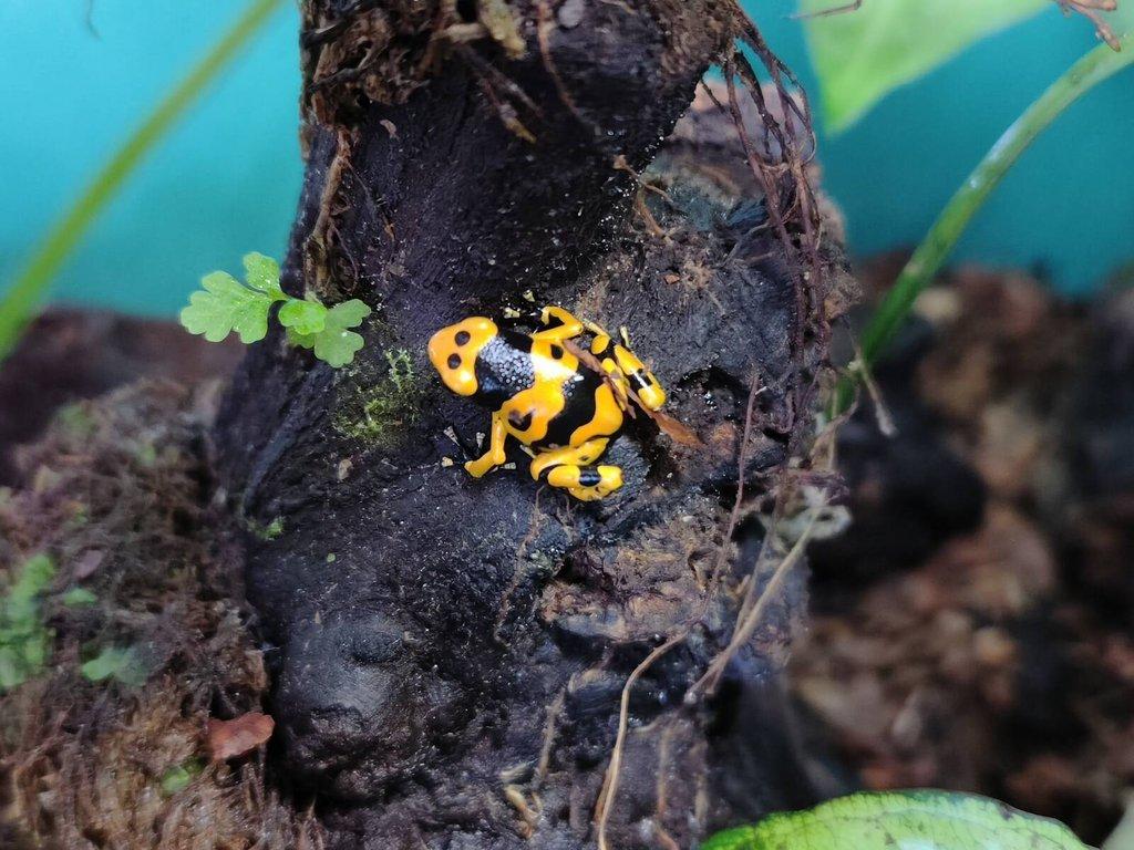 Dendrobates leucomelas (pralesnička harlekyn)