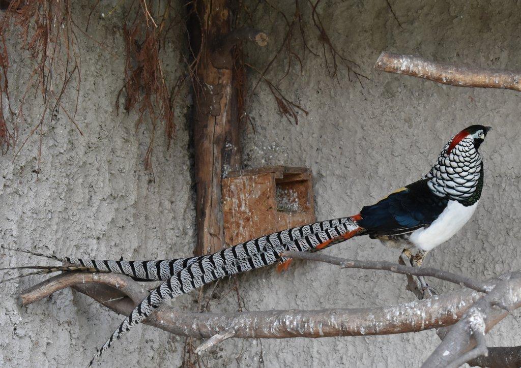 Bažant diamantový (Chrysolophus amherstiae) a jeho chov