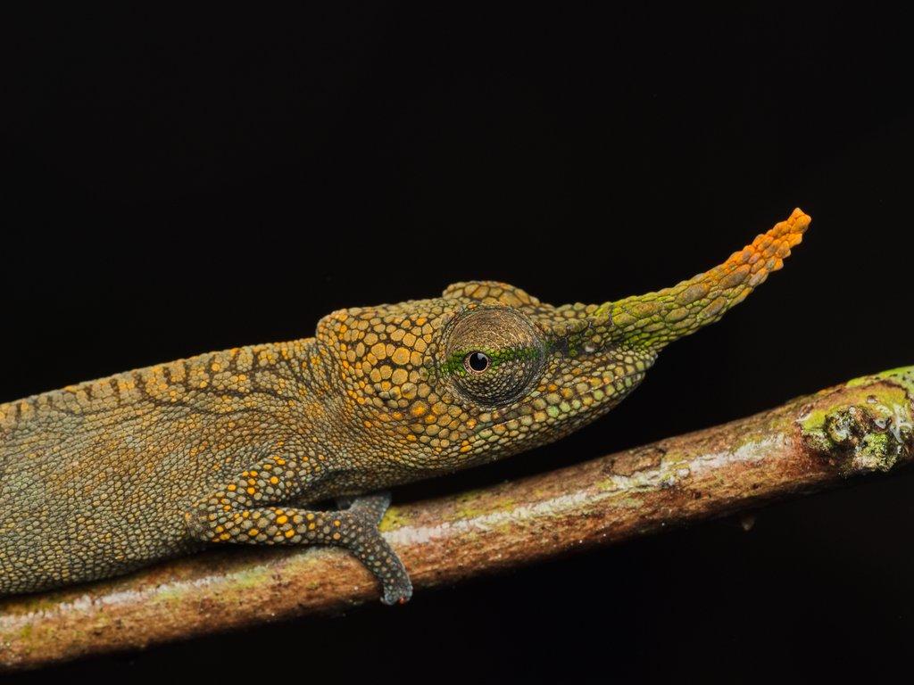 Chameleon Pinocchiův – nový druh s dlouhým „nosem“