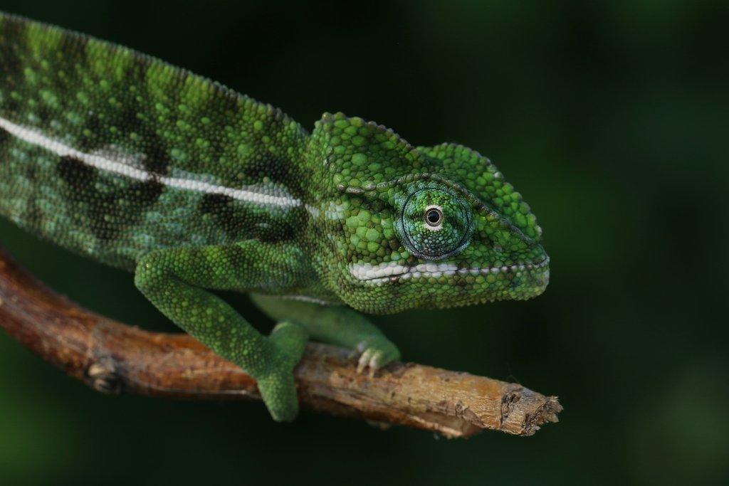 Chov a odchov chameleona zeleného v Zooparku Zájezd