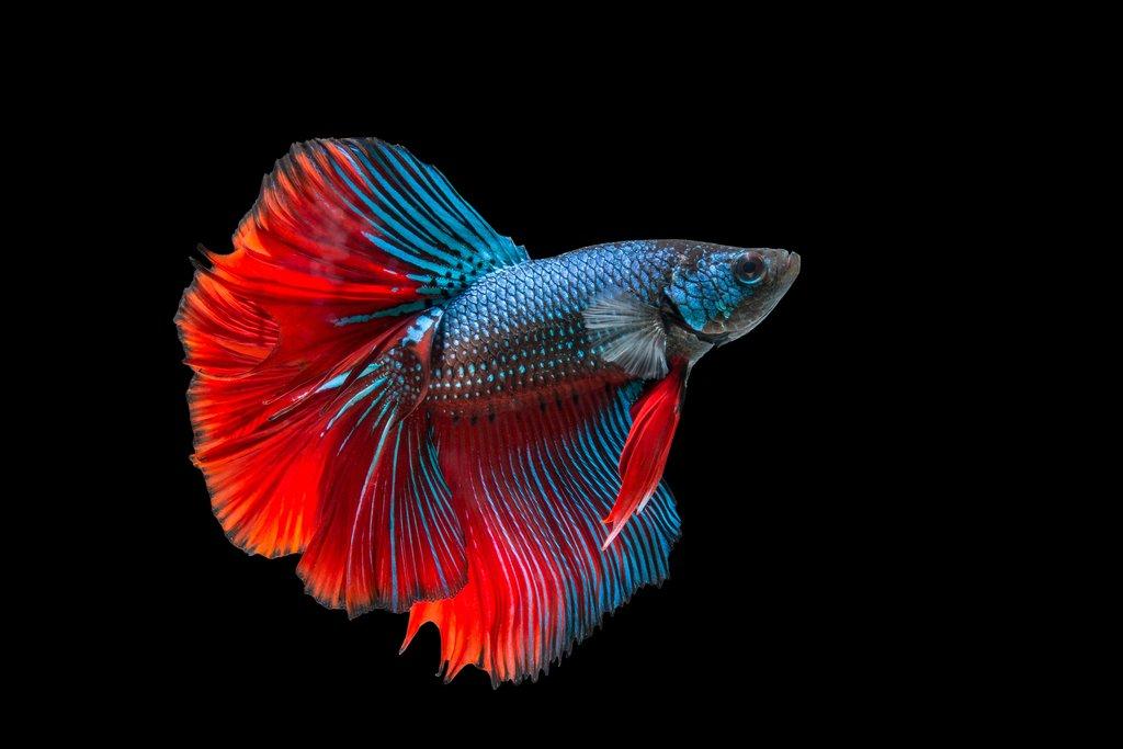 Bojovnice pestrá si podmanila akvaristy