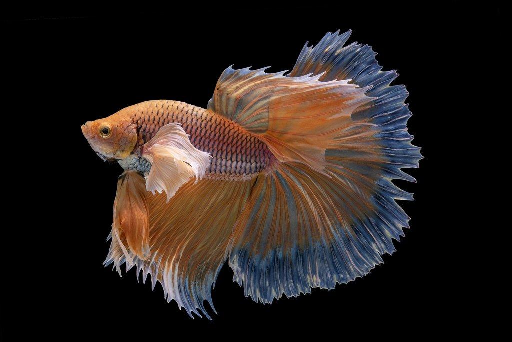 Bojovnice pestrá si podmanila akvaristy