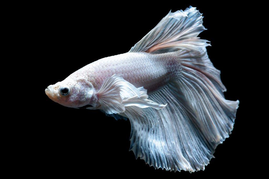 Bojovnice pestrá si podmanila akvaristy