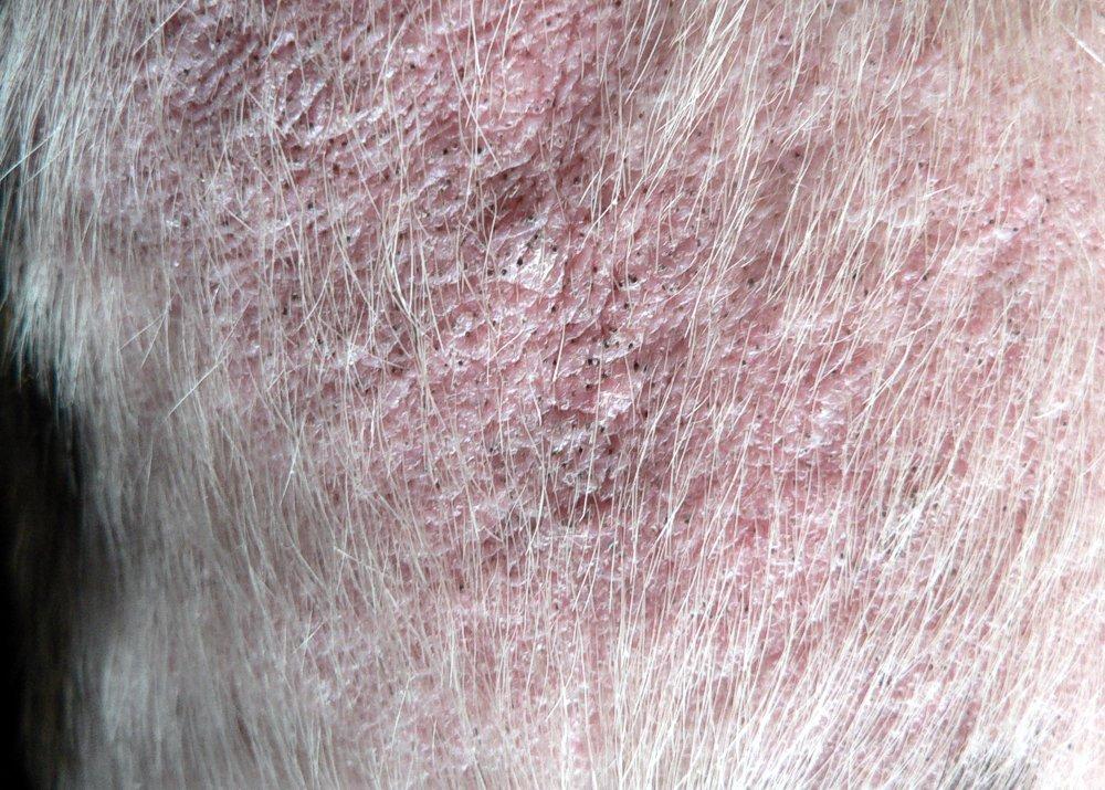 Nejčastější kožní onemocnění psů