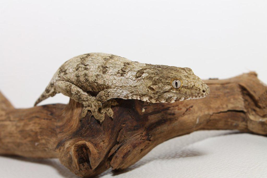 Obr mezi gekony: Pagekon obří a jeho chov