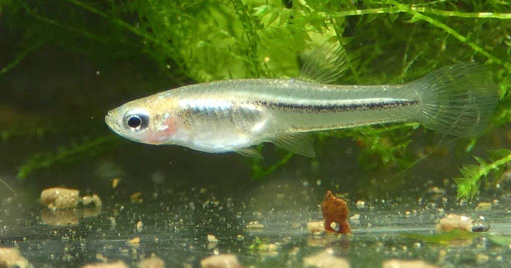 Poeciliopsis prolifica - Živoroděnka svítivá