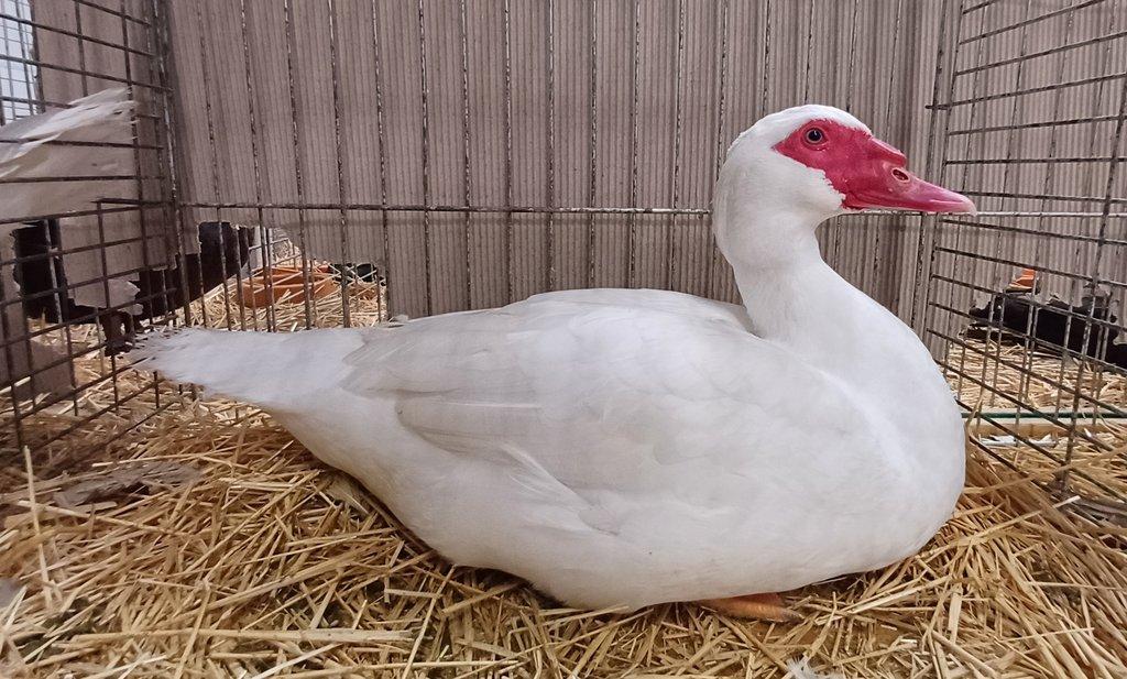 Výstavy a drůbež – prevence a podpora