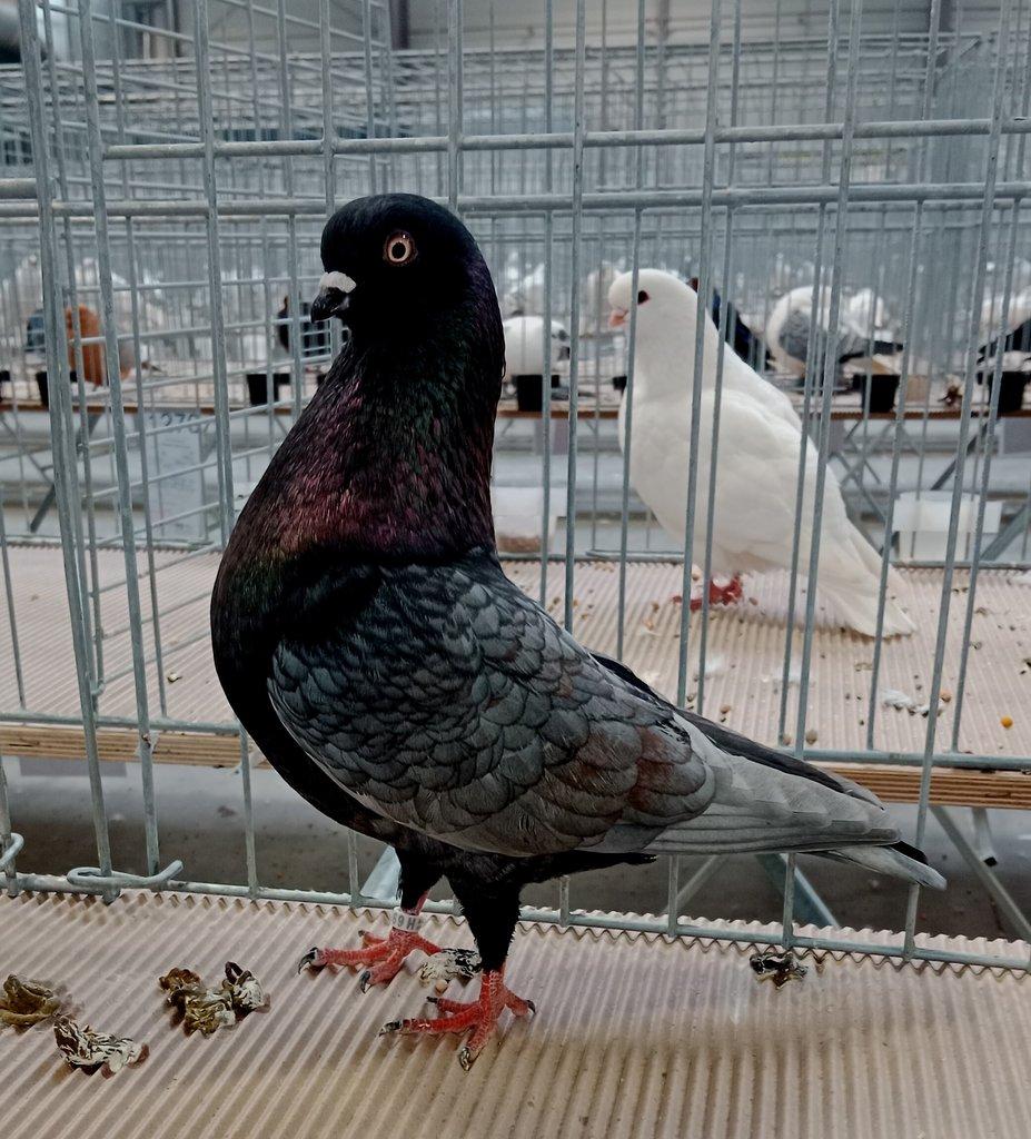 Šlechtění a posuzování (9) – rejdiči