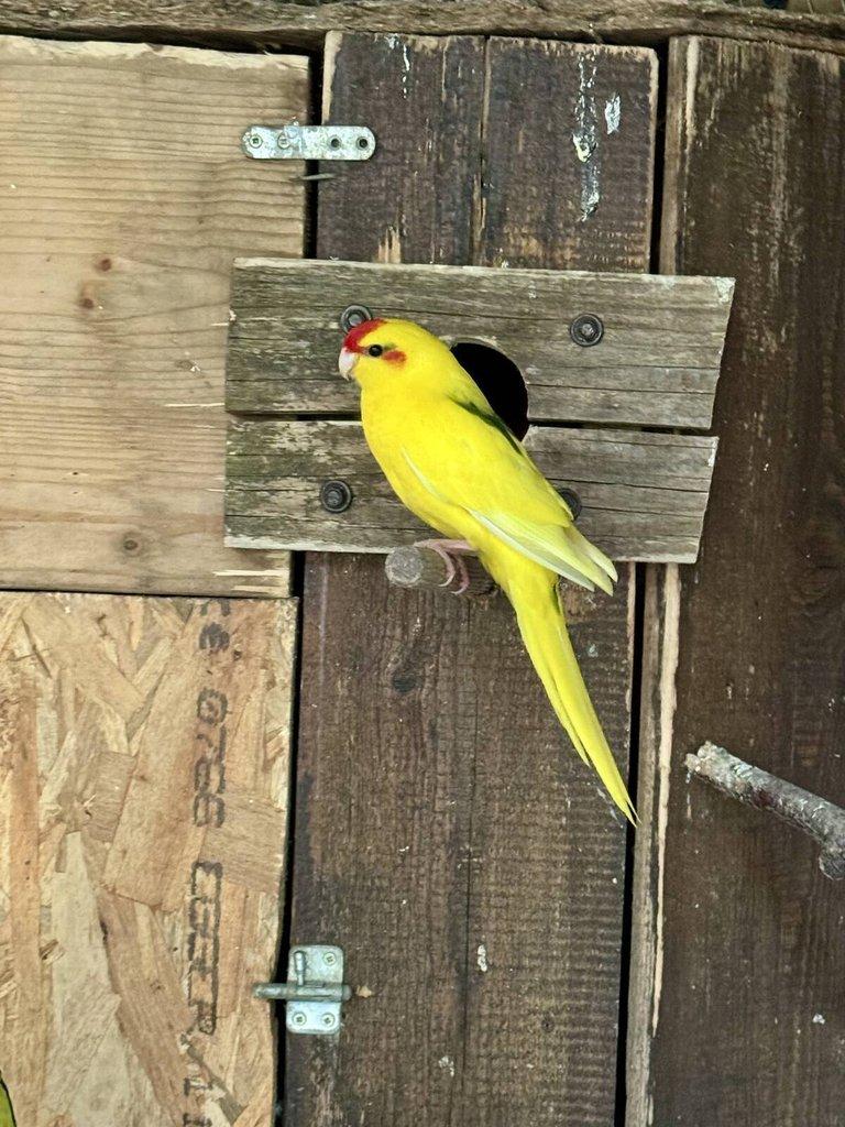 Kakakriki Rudočelý Samice Žl.