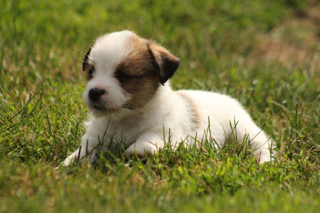 Jack russell terier s PP