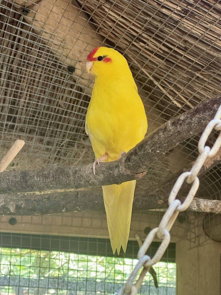 Kakakriki Rudočelý Samice Žl.