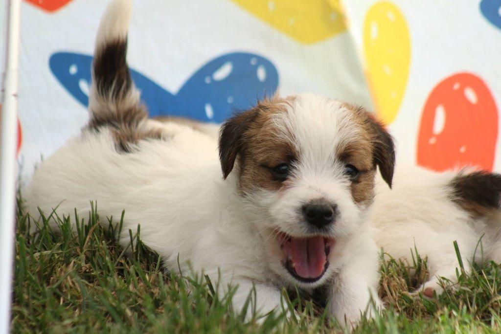 Jack russell terier s PP