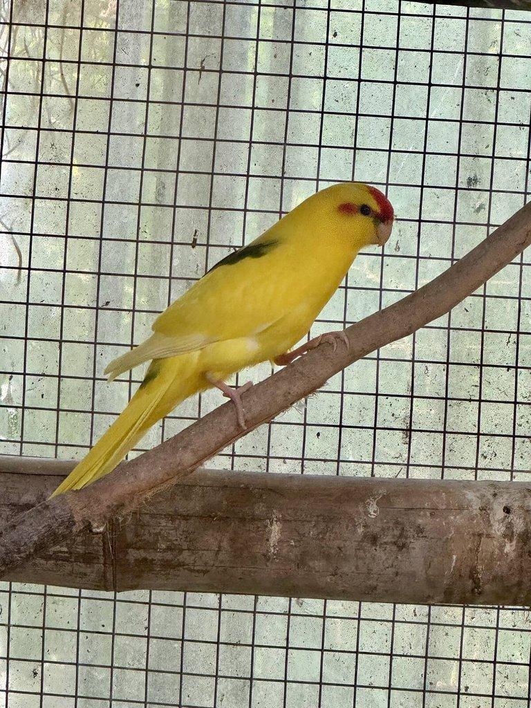 Kakakriki Rudočelý Samice Žl.