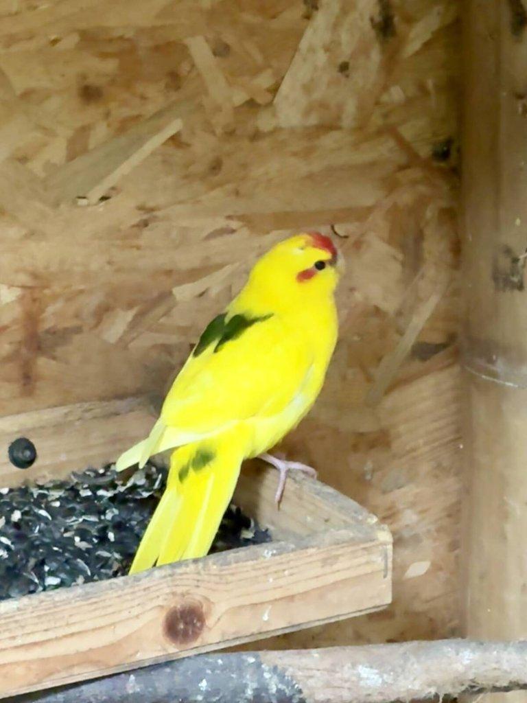 Kakakriki Rudočelý Samice Žl.