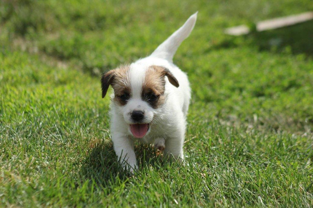 Jack russell terier s PP