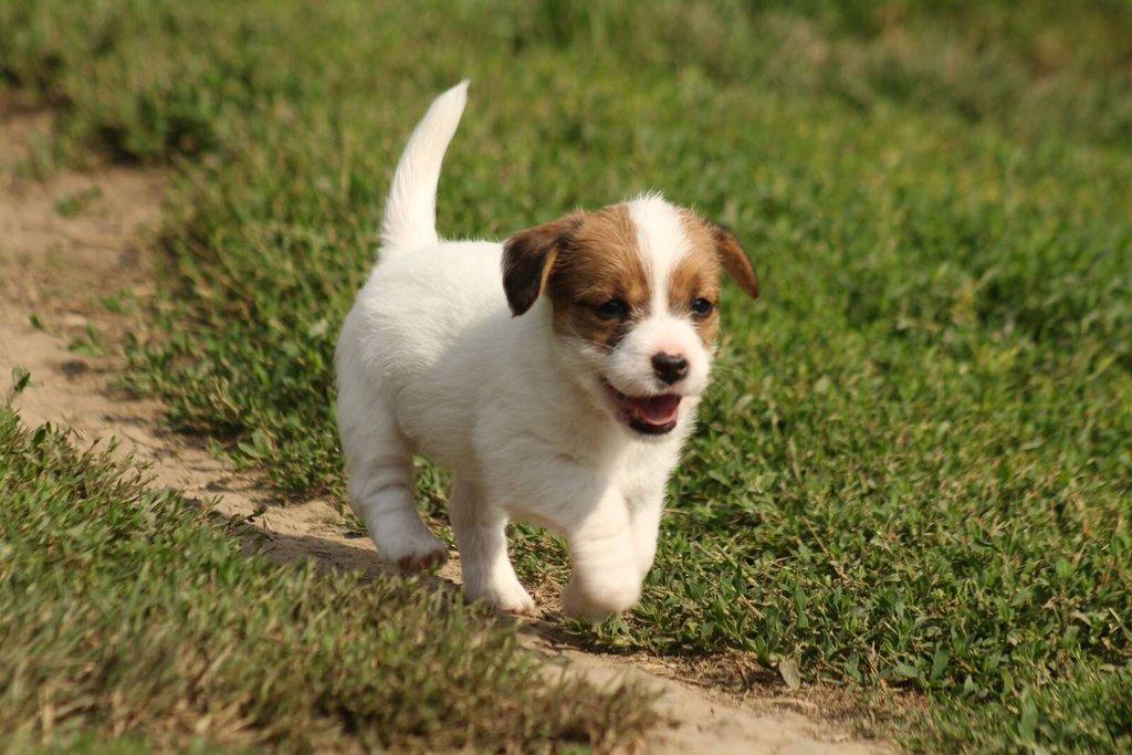 Jack russell terier s PP