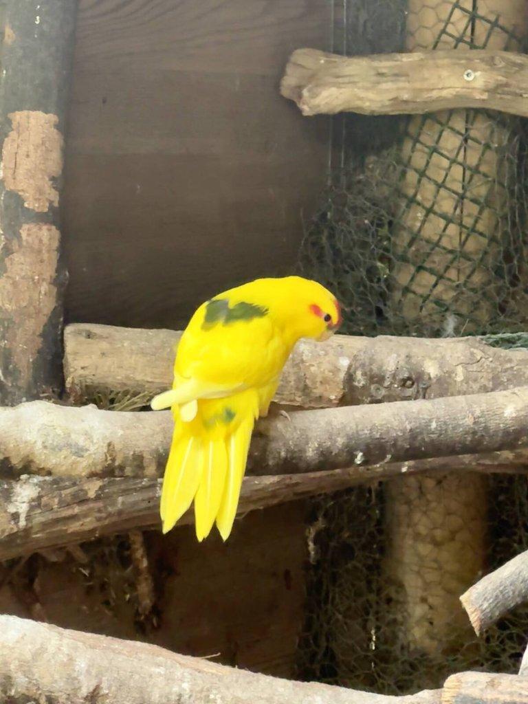 Kakakriki Rudočelý Samice Žl.